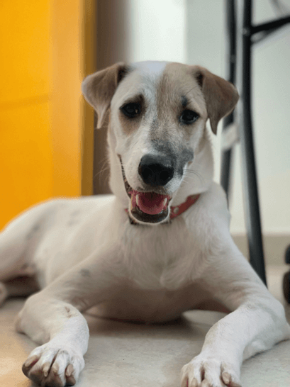 Quinoa - Fundación Isla Animal