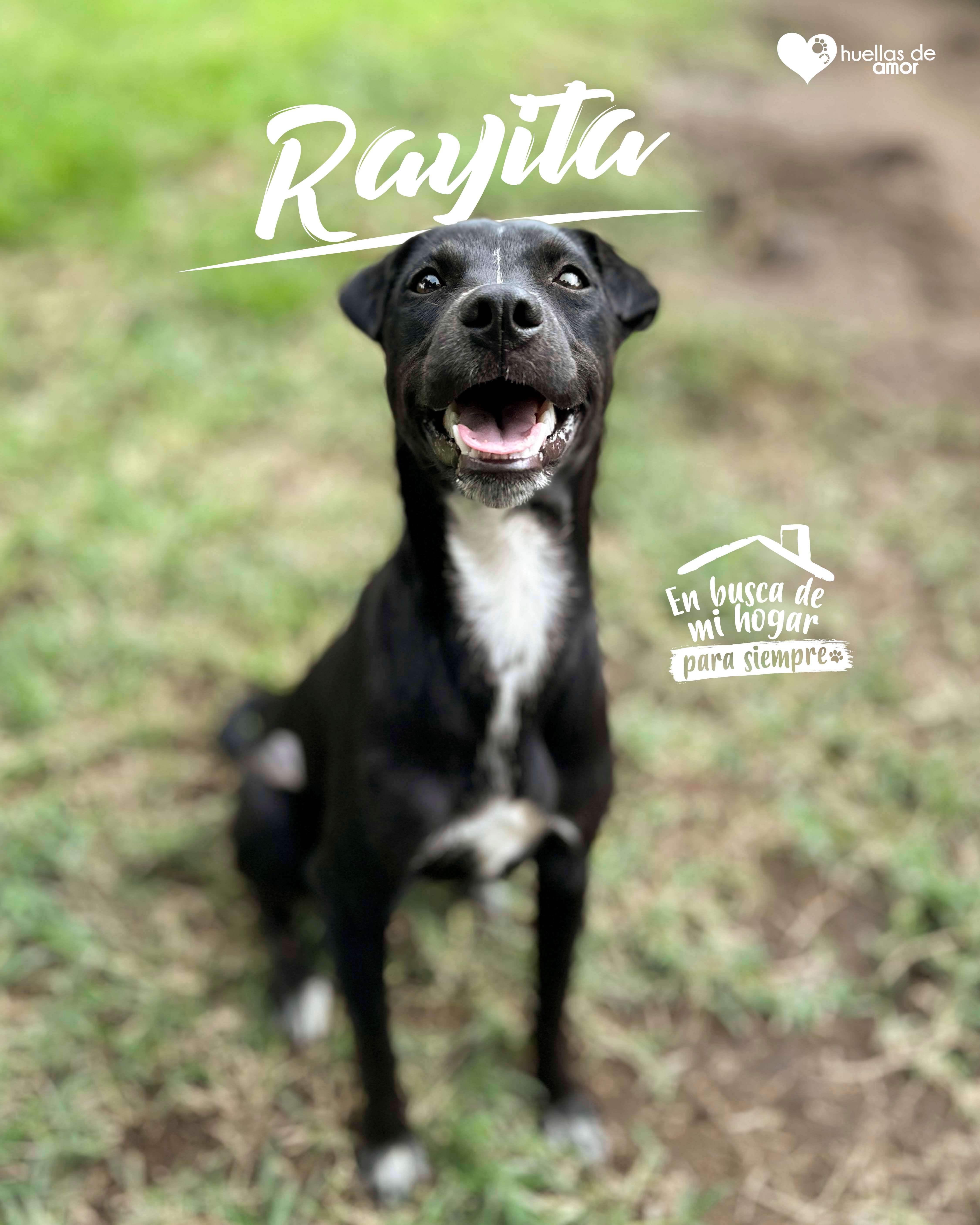 Rayita - Asociación Huellas De Amor Eje Cafetero