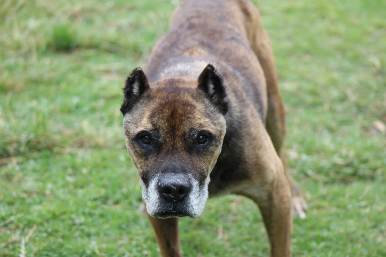 Rocky - Fundación Criollos de la Montaña
