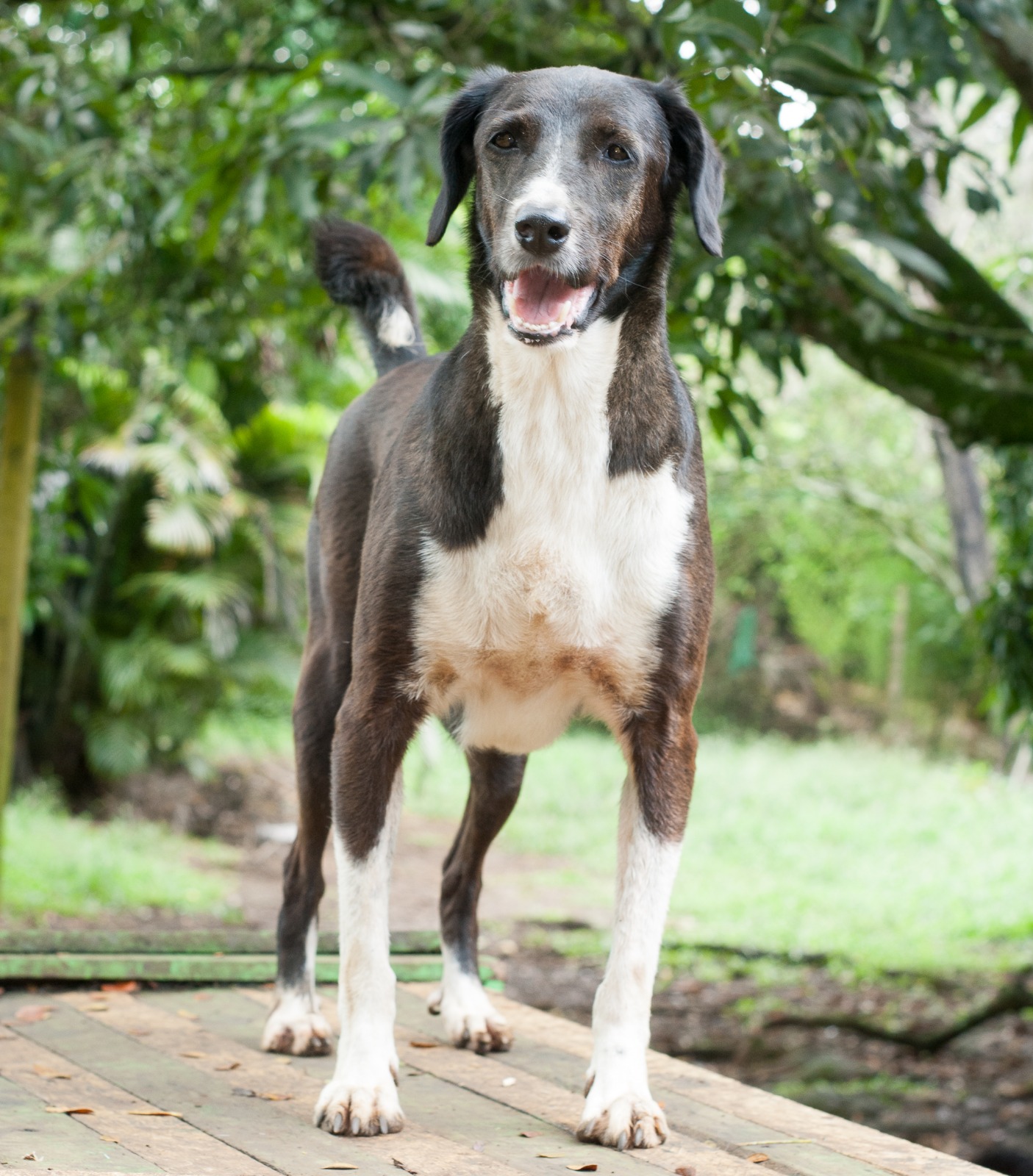 Sam - Fundación Paraíso de la Mascota