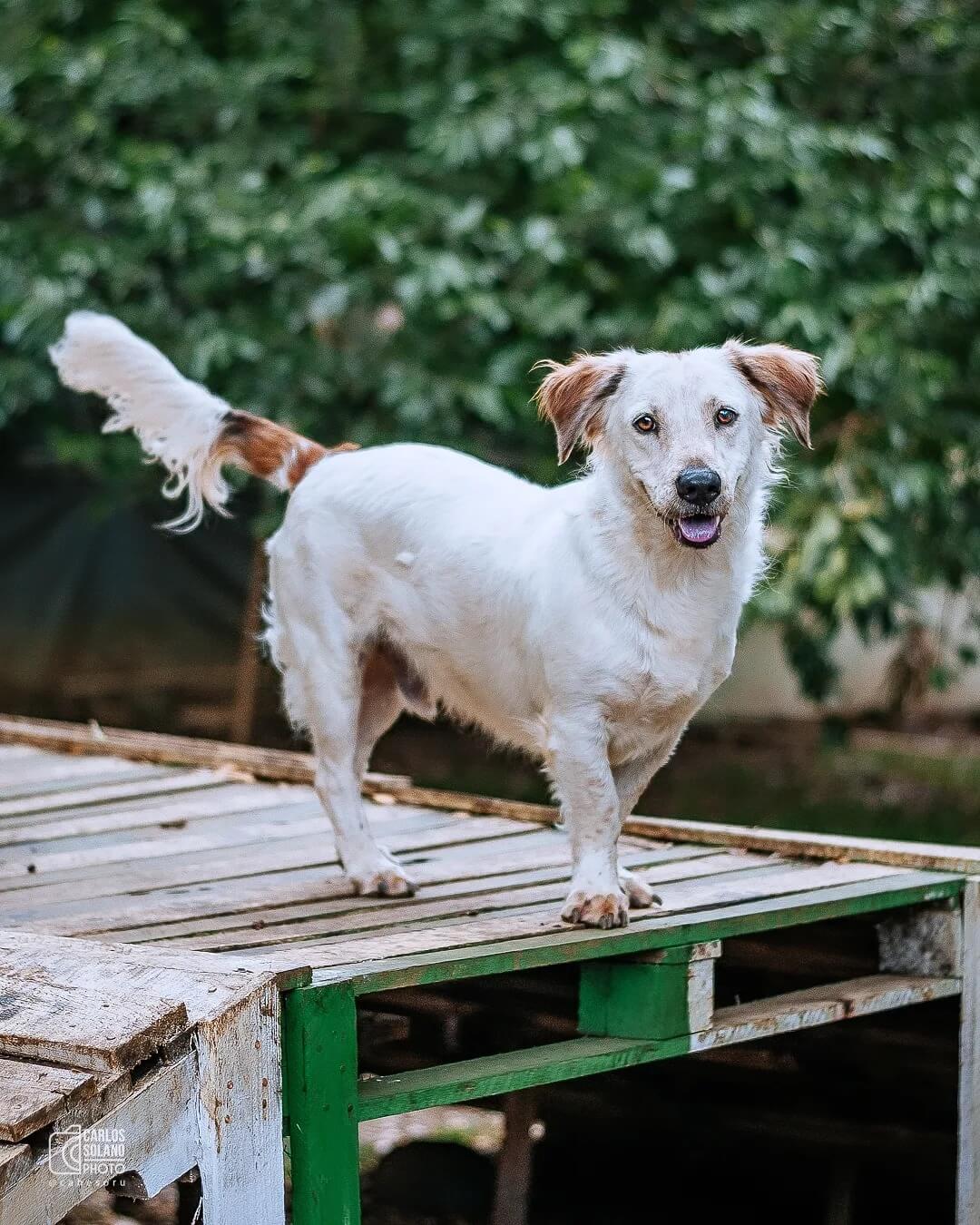 Sammy - Fundación Paraíso de la Mascota