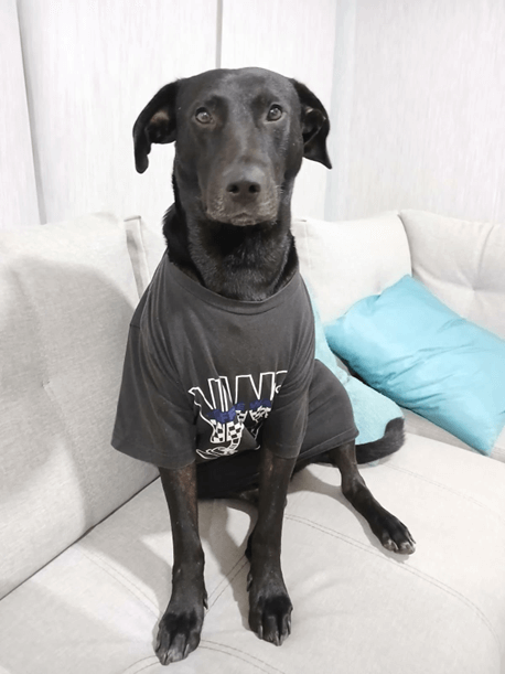 Sirius - Fundación Isla Animal