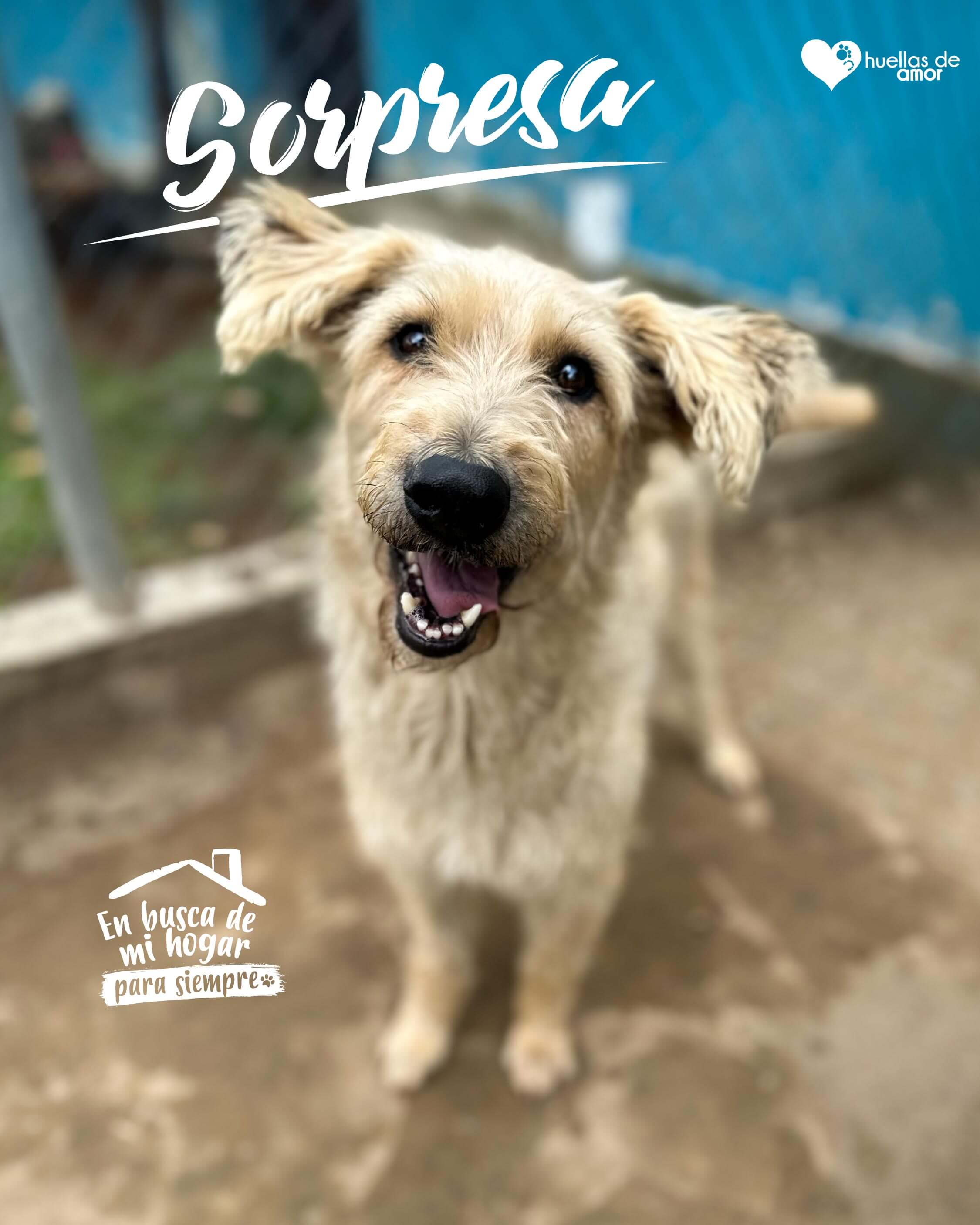 Sorpresa - Asociación Huellas De Amor Eje Cafetero