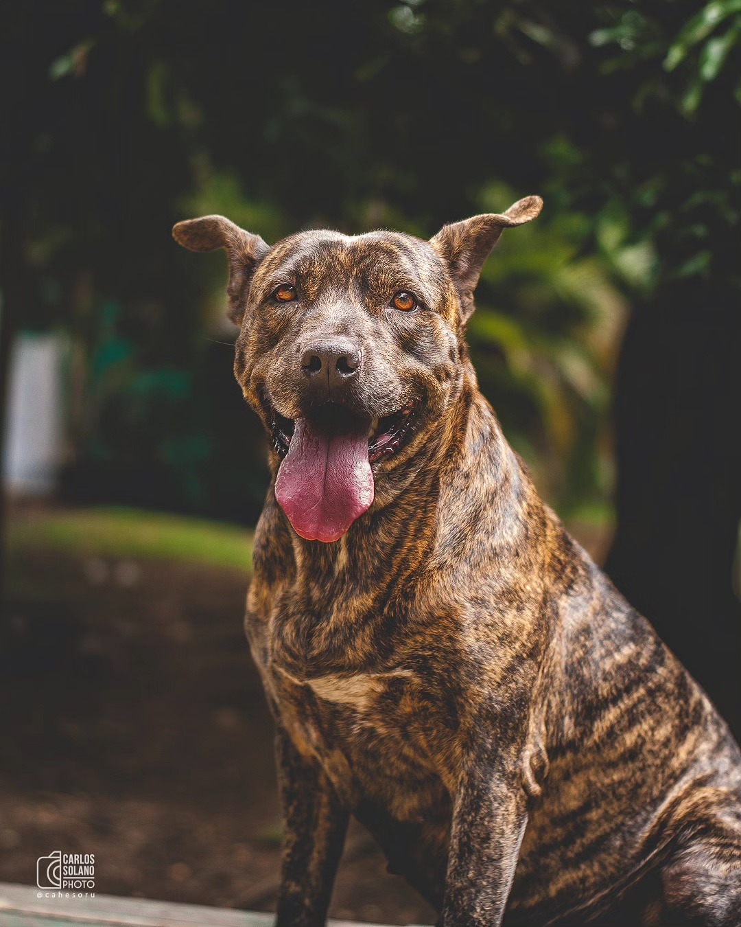 Tigresa - Fundación Paraíso de la Mascota