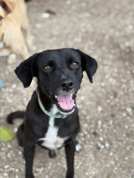 Tinto - Fundación Isla Animal