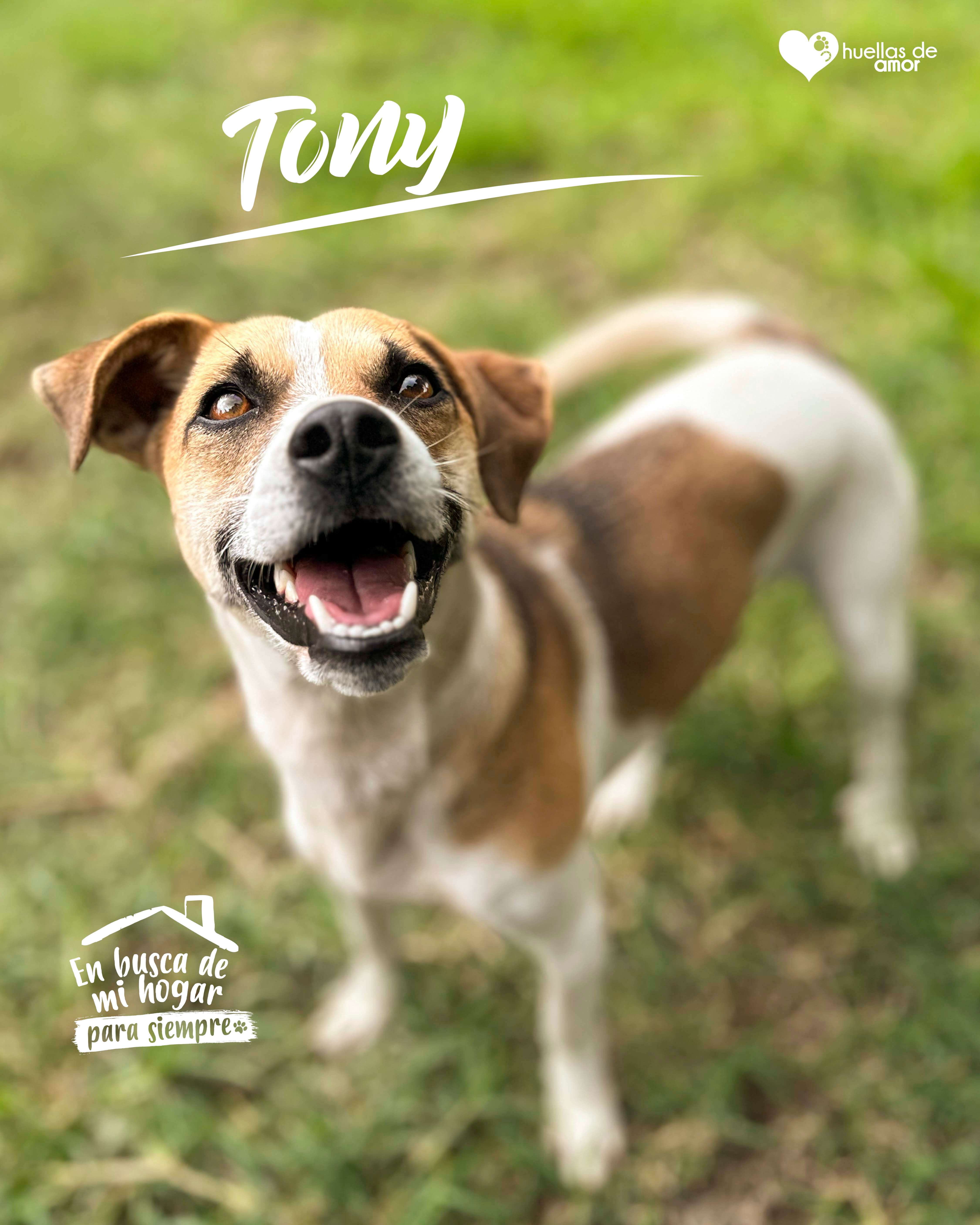 Tony - Asociación Huellas De Amor Eje Cafetero