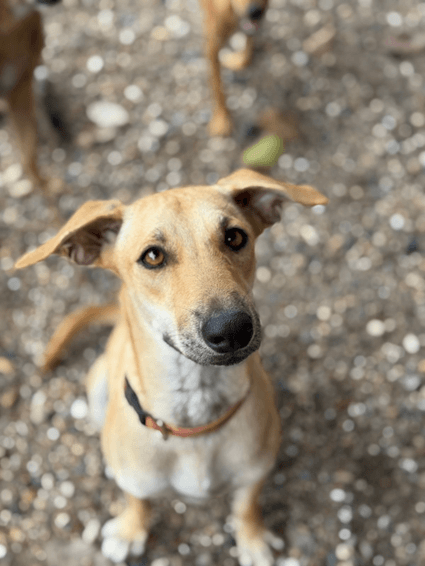 Vilma - Fundación Isla Animal