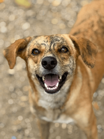 Yacko - Fundación Isla Animal