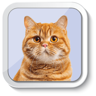 Gabrica | Escuela Padres de Mascota