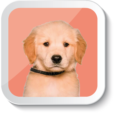 Gabrica | Escuela Padres de Mascota