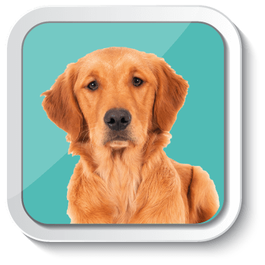 Gabrica | Escuela Padres de Mascota