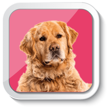 Gabrica | Escuela Padres de Mascota