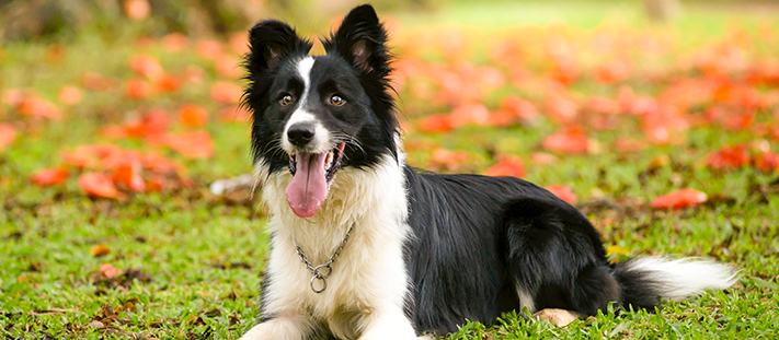 Border Collie
