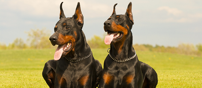 Doberman
