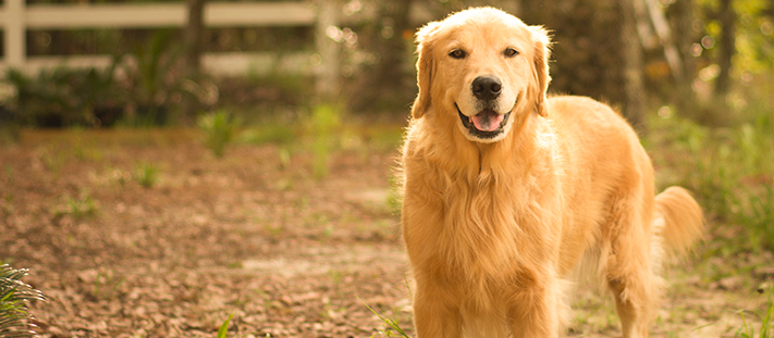 Golden Retriever