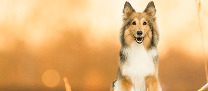 Pastor de las islas Shetland