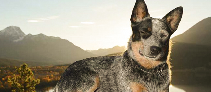 Pastor ganadero australiano