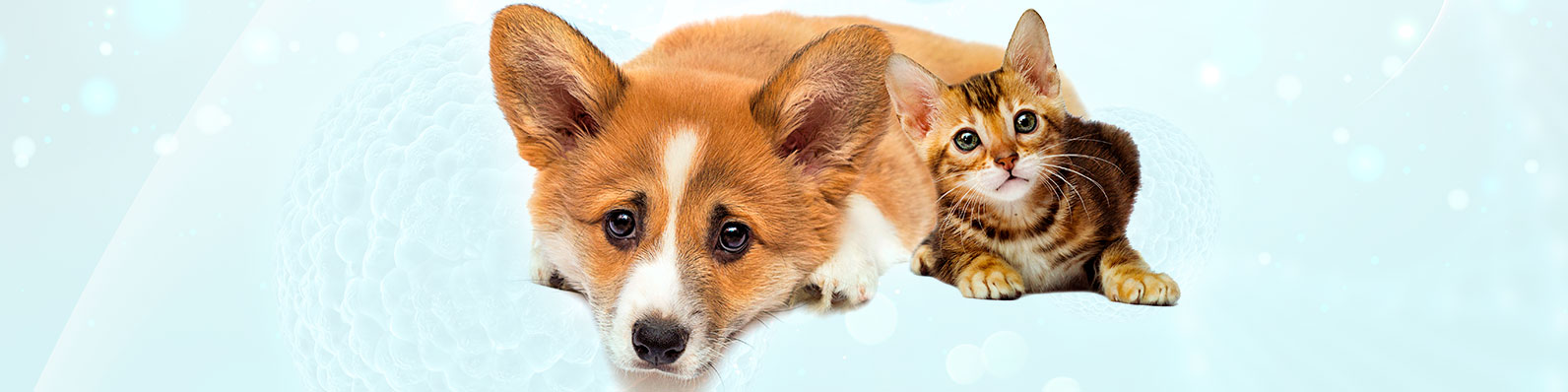 Perro y gato acompañando contenido sobre vacuna contra el coronavirus canino y felino