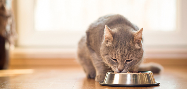 Alimento ideal para tu mascota