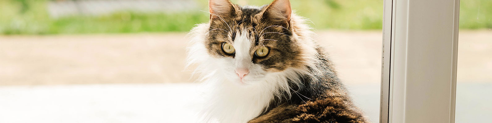 Gato observando hacia afuera, señal de posible ansiedad por separación.