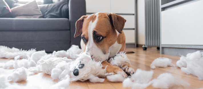 Comportamiento destructivo de un perro solo en casa por estrés y ansiedad.