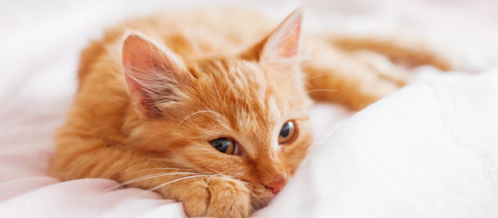 Gato naranja descansando en la cama, tranquilo después de jugar.