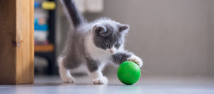 Gatito jugando para reducir el estrés y la ansiedad.