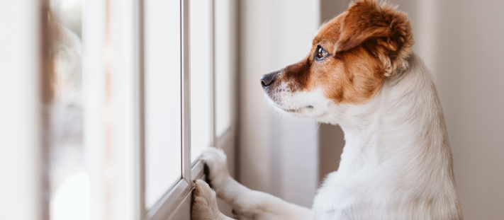 Perro esperando a su tutor mientras mira por la ventana.