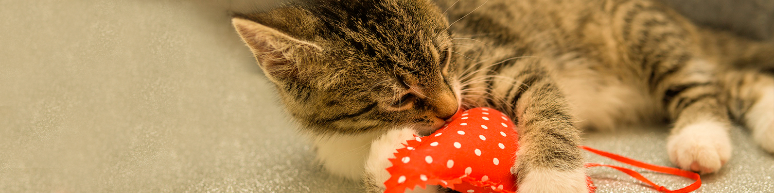 San Valentín con tu mascota