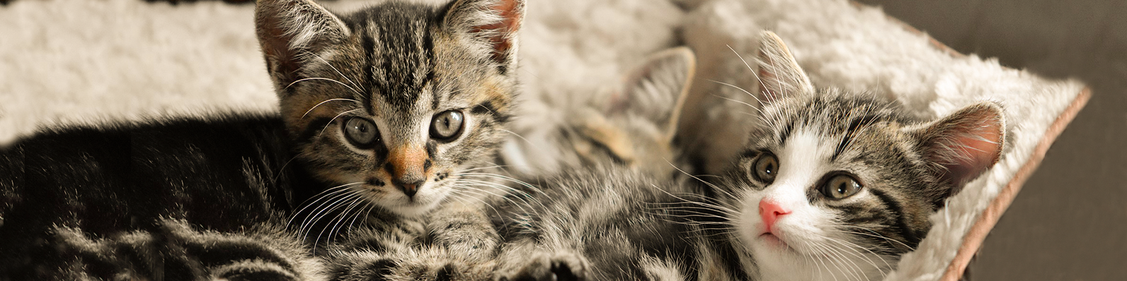 Los gatos son populares