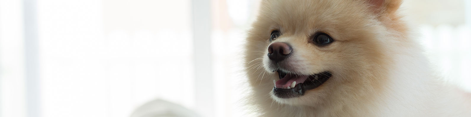 Deja a tu perro solo en casa sin causarle estrés