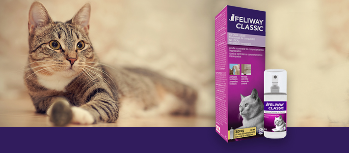 Feliway: Feromonas para evitar que tu gato arañe los muebles
