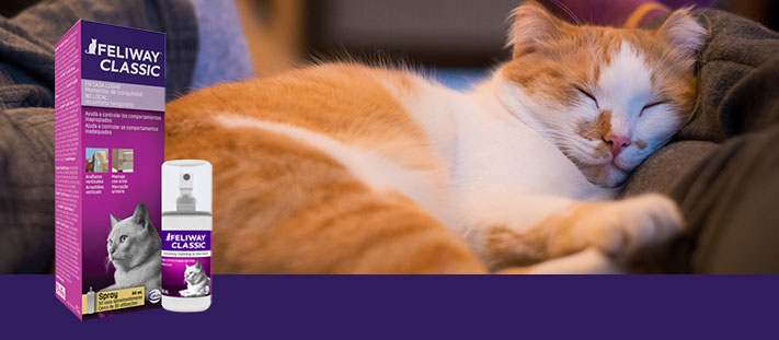 Feliway: Feromonas para gatos