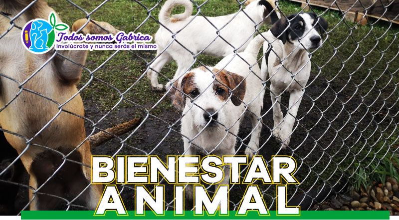 Perros y gatos abandonados o maltratados