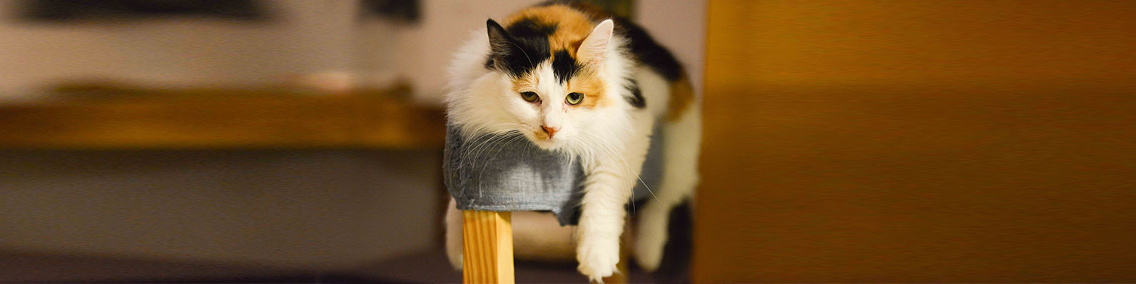 Gato en su peso ideal