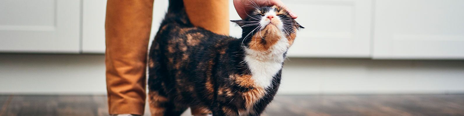 Gato rocía por primera vez