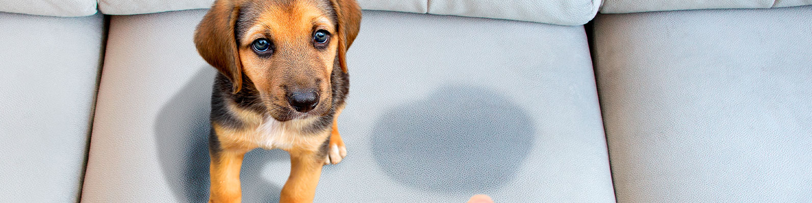 Entrenar a un cachorro para ir al baño