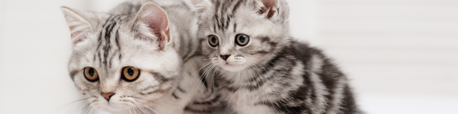 Presentar un gatito a un gato mayor