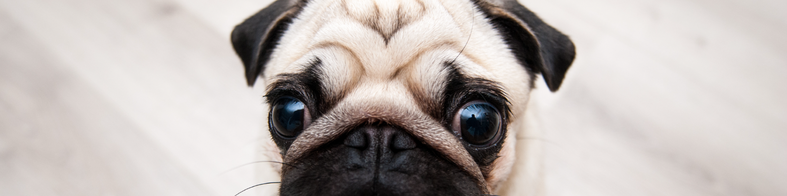 dejar a tu perro solo