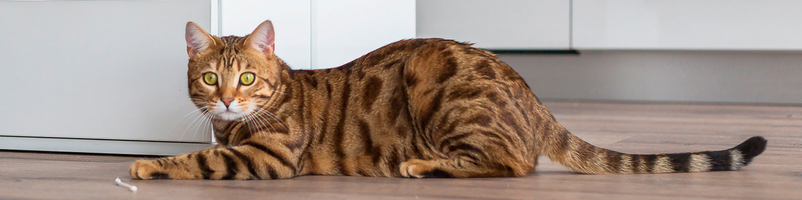 lenguaje de los gatos