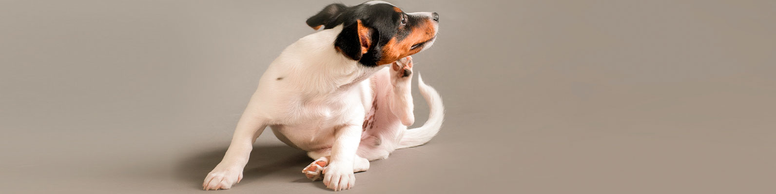 tu perro se rasca en exceso