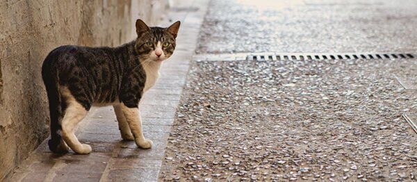 Gato callejero, representando el abandono animal.