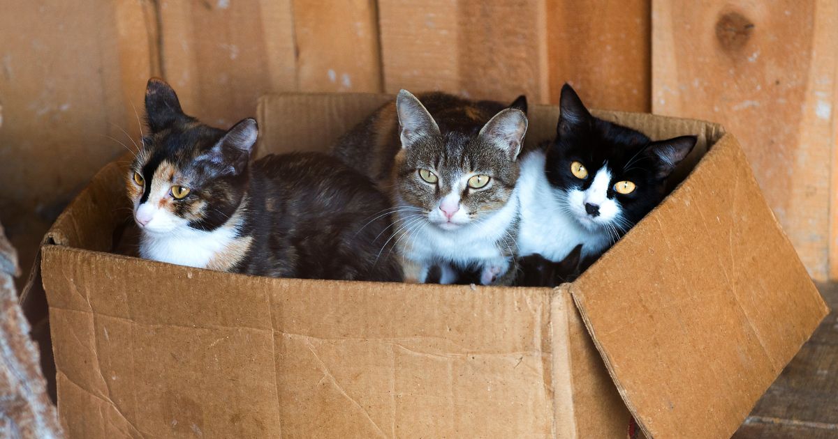 Gatos callejeros buscando resguardo y esperando ser adoptados. 