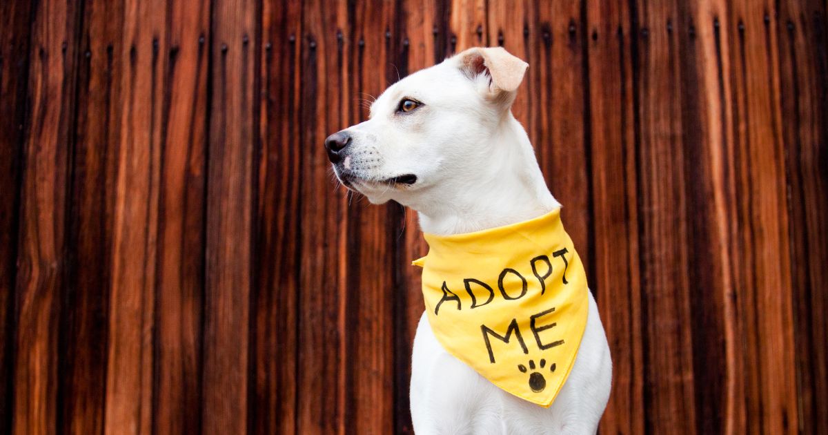 Perro listo para ser adoptado, símbolo de la importancia de adoptar y no abandonar. 