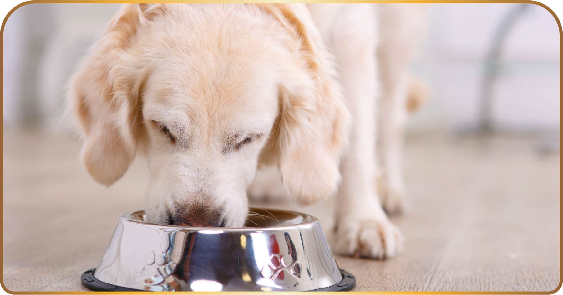 Perro disfrutando su alimento premium GrandVita.