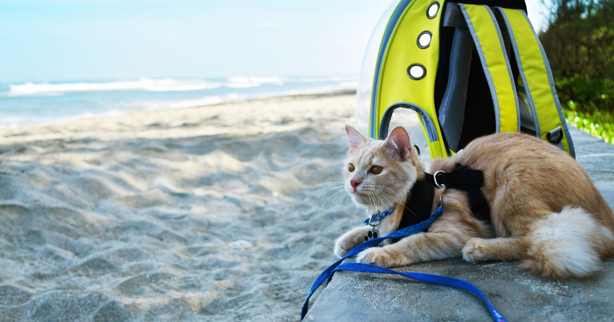 Gato con arnés disfrutando de un día de playa junto a su familia. 