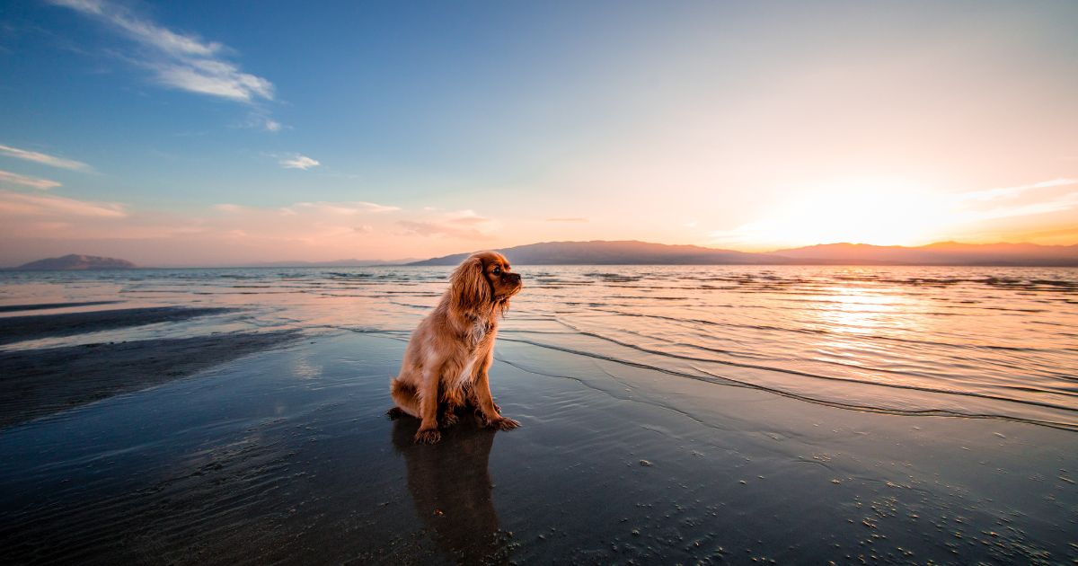 Perro sentado en la orilla del mar al atardecer durante un viaje de Semana Santa. 
