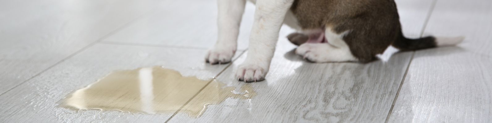 Gabrica | ¿Pis por todos lados? Aprende a manejar la incontinencia urinaria en perros