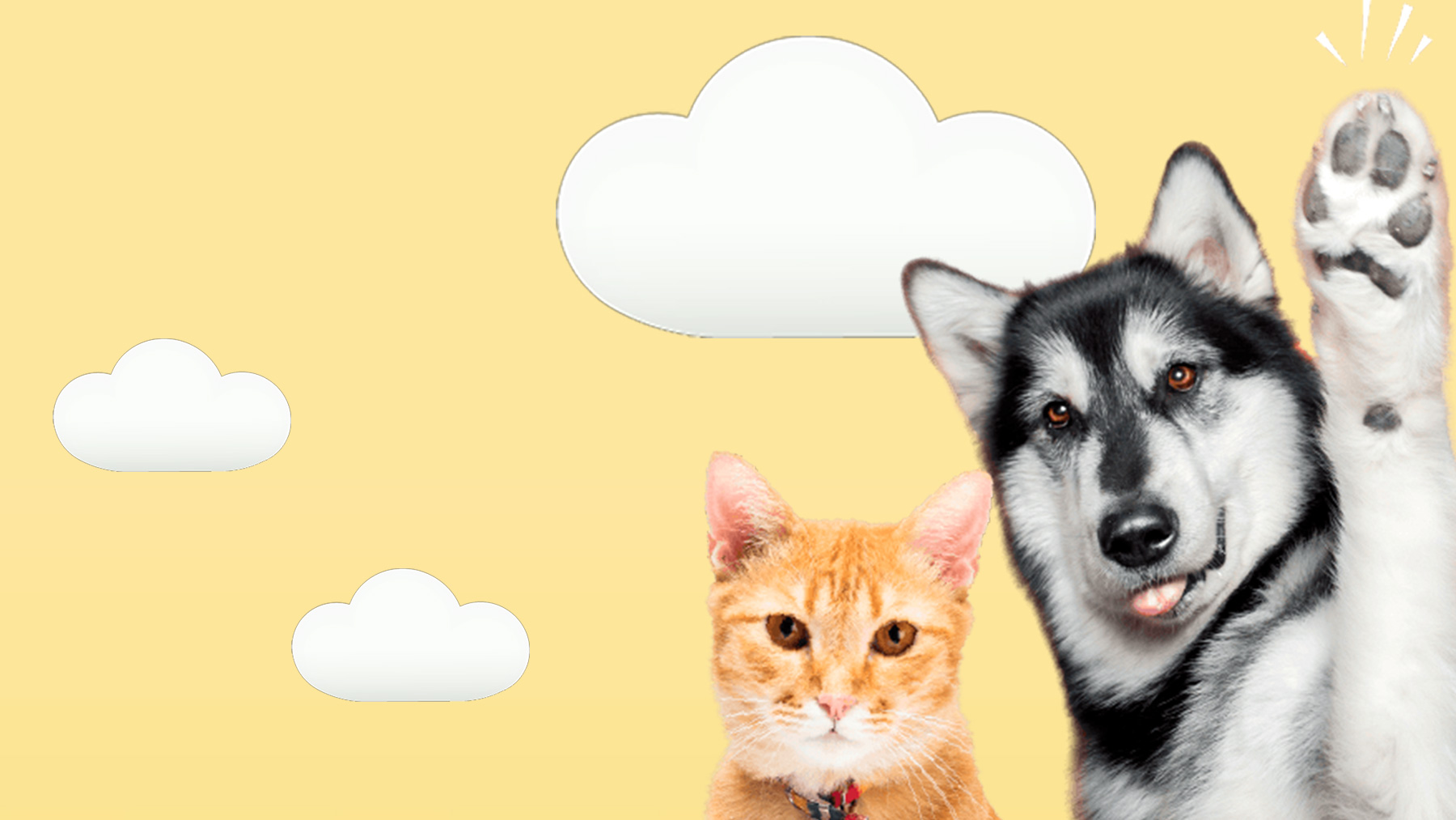 Gabrica | 5 Libertades de las mascota senior