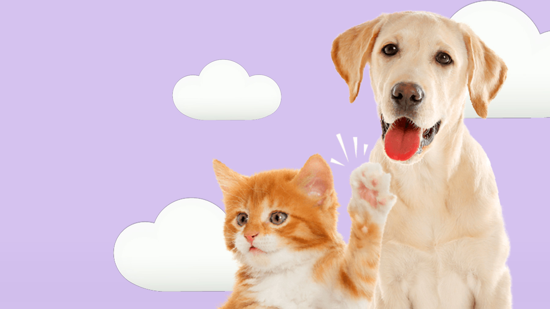 Gabrica | 5 Libertades de las mascota Cachorro